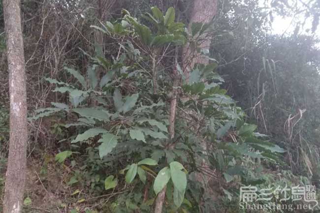 2024規模養殖竹鼠