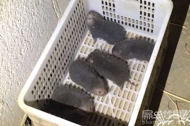 搞定腸炎掉牙拉稀竹鼠養殖的頭號殺手