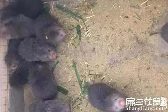 竹鼠專業養殖