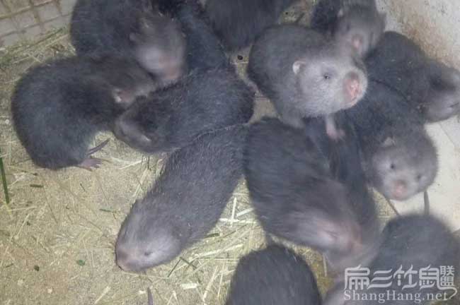 長治竹鼠養殖