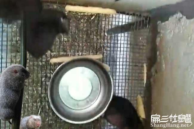 竹鼠養殖網底部