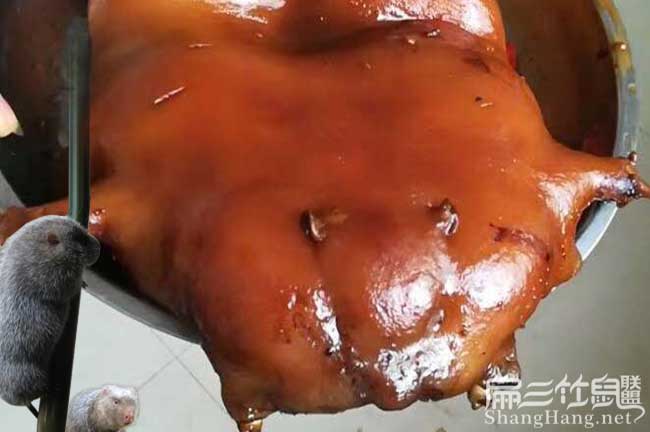 2024竹鼠養殖食物