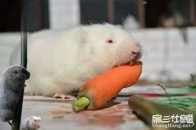 竹鼠聯盟招商