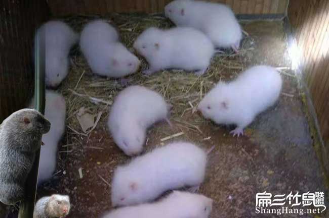 月月兔竹鼠批發