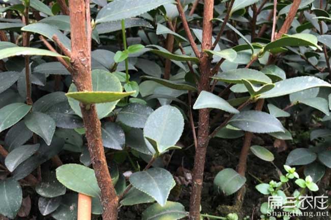 規劃常德永州油茶基地湘潭岳陽高產油茶苗