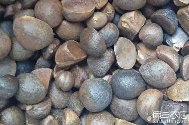 湖南茶籽批發