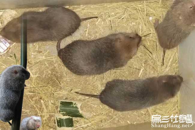 竹鼠收購電話