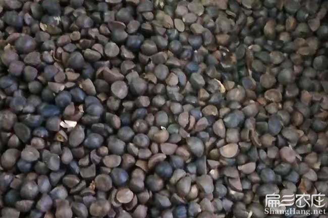 產高茶仔批發