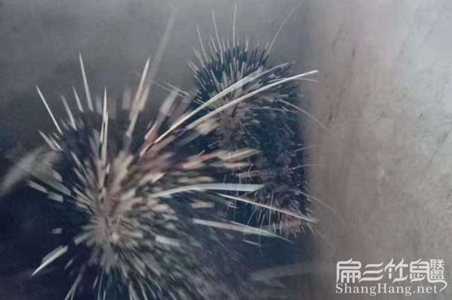 池州肉兔果子貍養殖合 池州肉兔清場