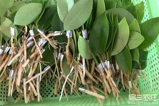 福建嫁接油茶苗