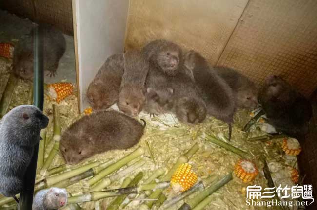竹鼠不吃粗料
