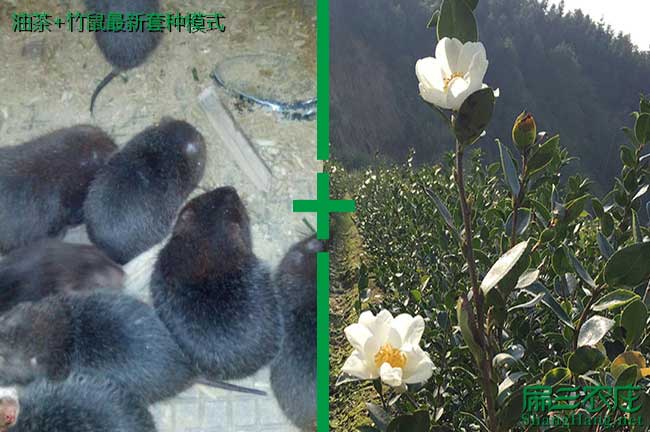 南寧白花油茶苗批發