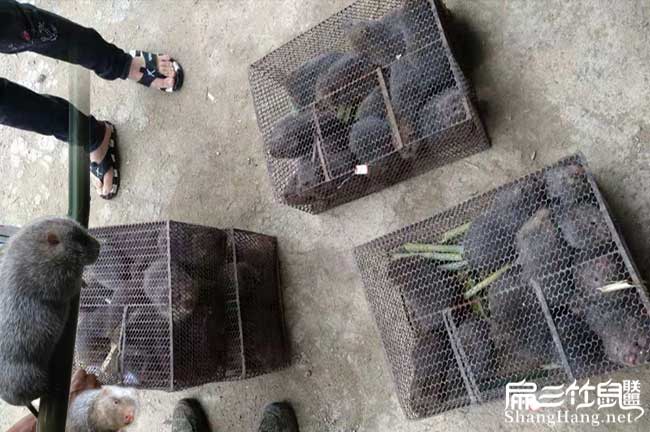 竹鼠種苗批發