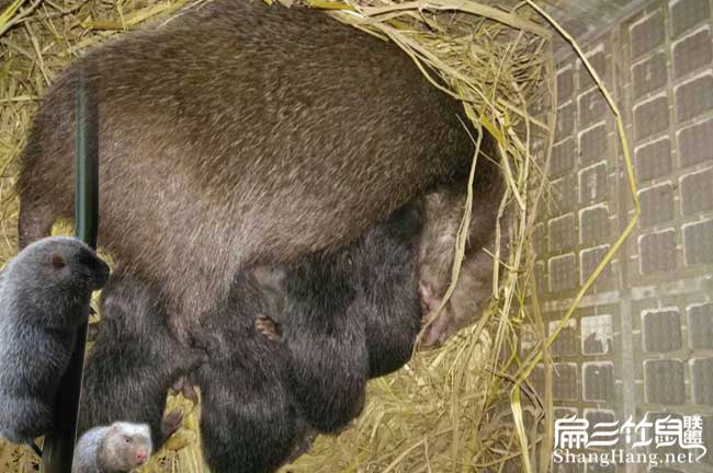 云南竹鼠批發