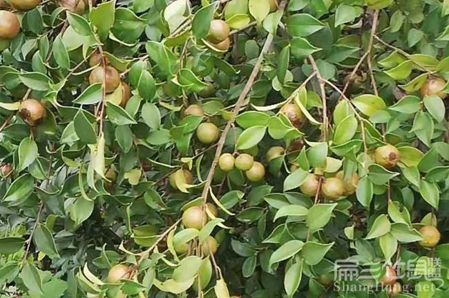 江西萬畝油茶林