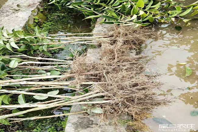 岳陽樓油茶苗批發