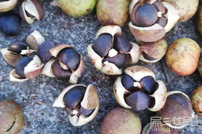 來賓茶籽批發