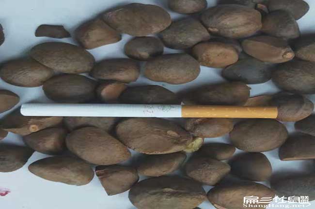 新余茶籽批發