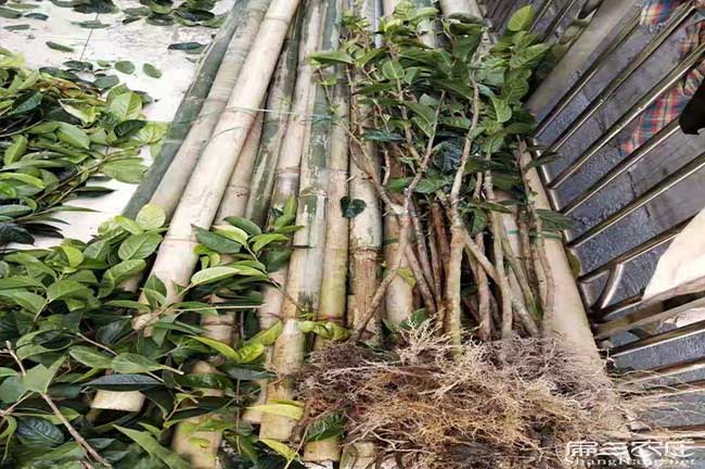 株洲茶樹基地