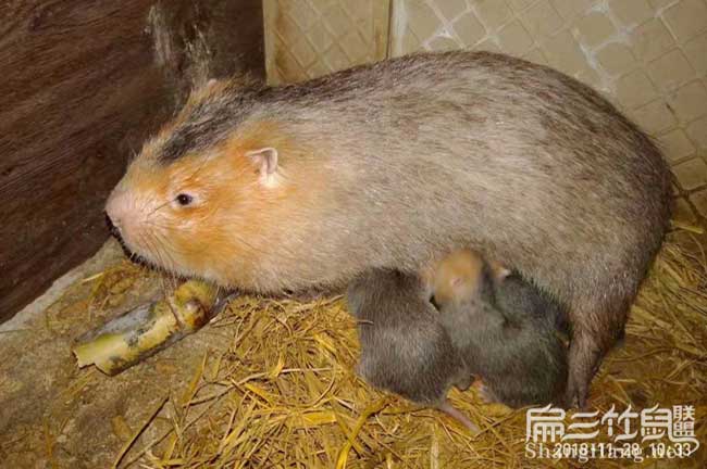 八點黑商品竹鼠價錢