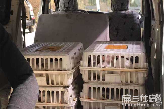 龍里縣伊拉竹鼠種苗批發
