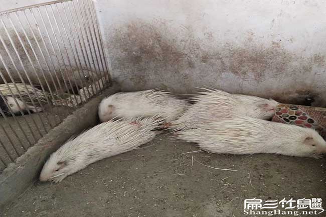 順昌肉兔種苗批發