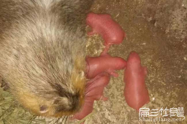 竹鼠的主要品種