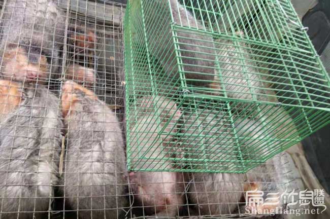 竹鼠批發
