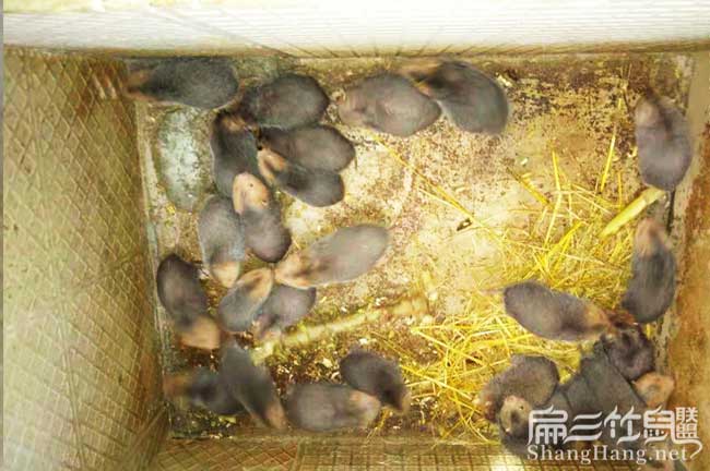 建水竹鼠批發