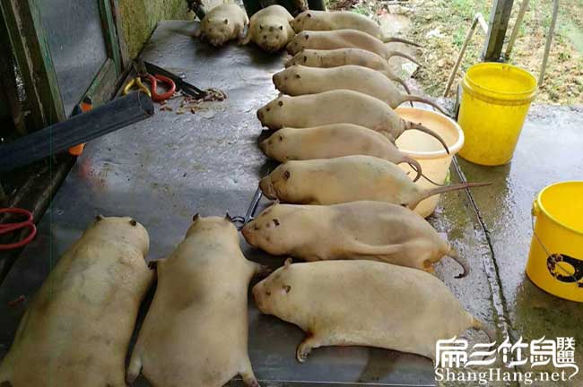 竹鼠現殺價格