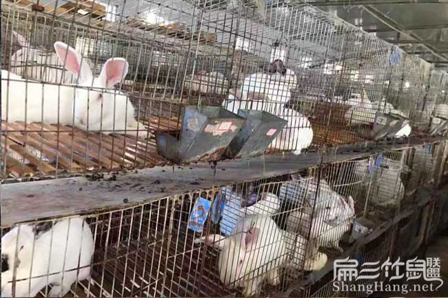 龍里竹鼠養殖基地