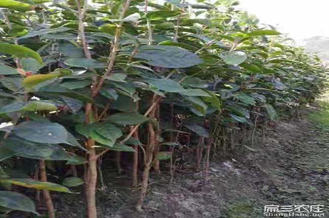 宜春油茶苗批發