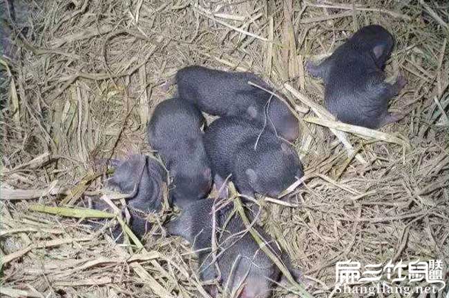 2024南平竹鼠養殖合作社 海貍鼠黑豚鼠種苗批發(光澤武夷山)