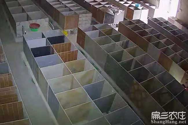竹鼠養殖基地銷售