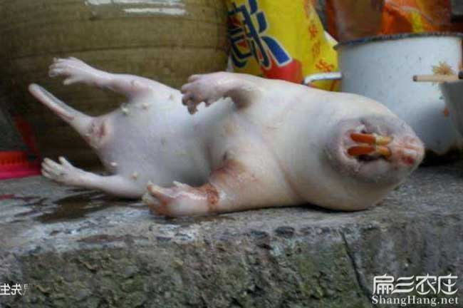 陽朔現殺竹鼠