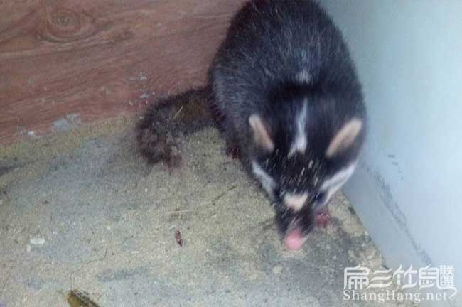 野兔養殖