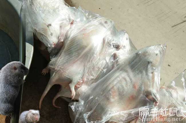 活體竹鼠現殺