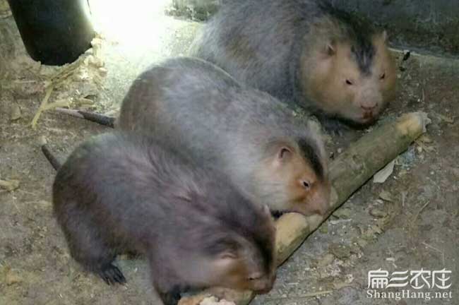 河南養竹鼠的主要投資是技術 開封洛陽焦作鼠舍種苗飼料銷路