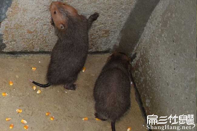 田東竹鼠種苗批發