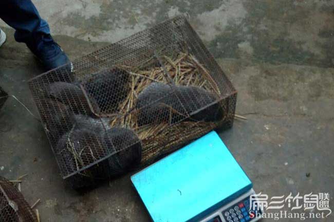 商品竹鼠批發
