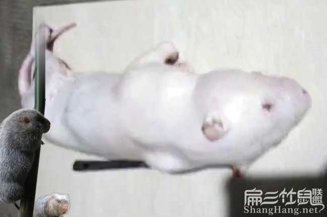 浙江活體竹鼠種苗批發