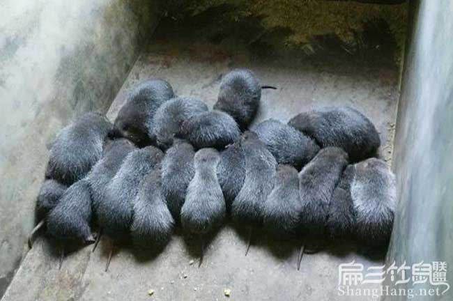 全州中華竹鼠養殖