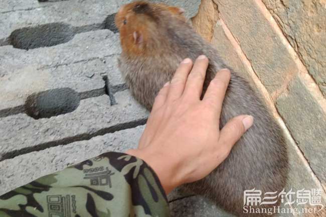 廣東竹鼠批發