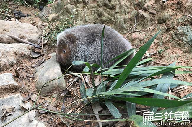 凌云竹鼠養殖