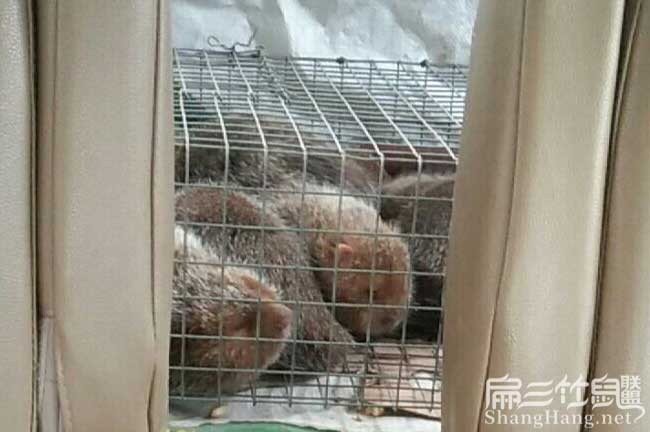 云南竹鼠發貨