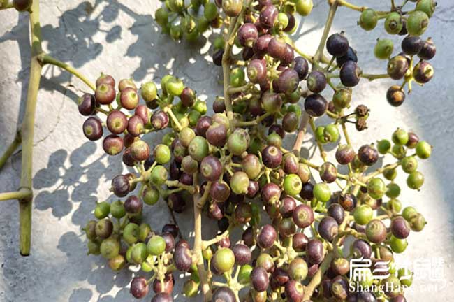 鴨腳木種子批發