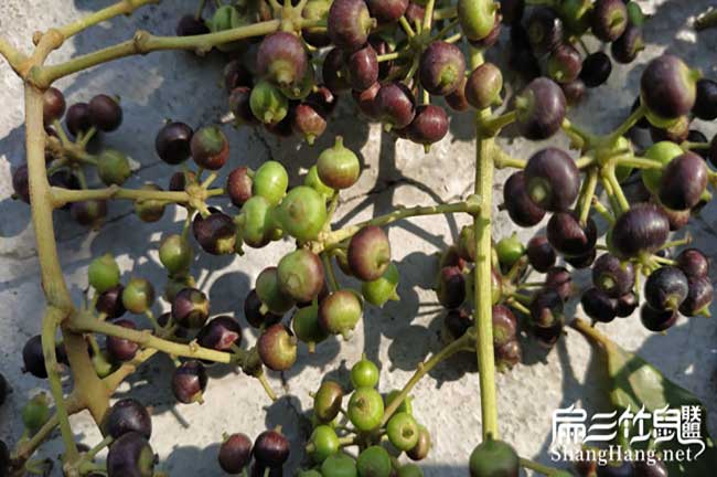 怎么養殖竹鼠在廈門？