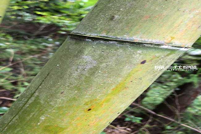涵江扁山竹鼠聯盟鼠糧
