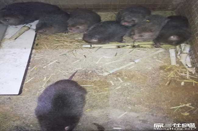 汫洲鎮竹鼠養殖難度大