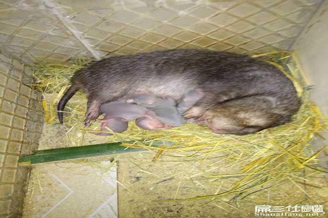 在河田地區的竹鼠價格